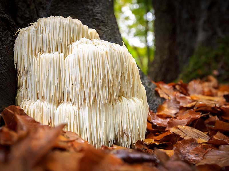 Lions Mane Odlas i Norden